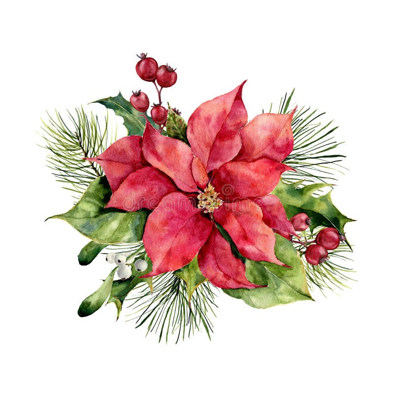 Julblomma vektor illustrationer. Illustration av bostonian 12192795