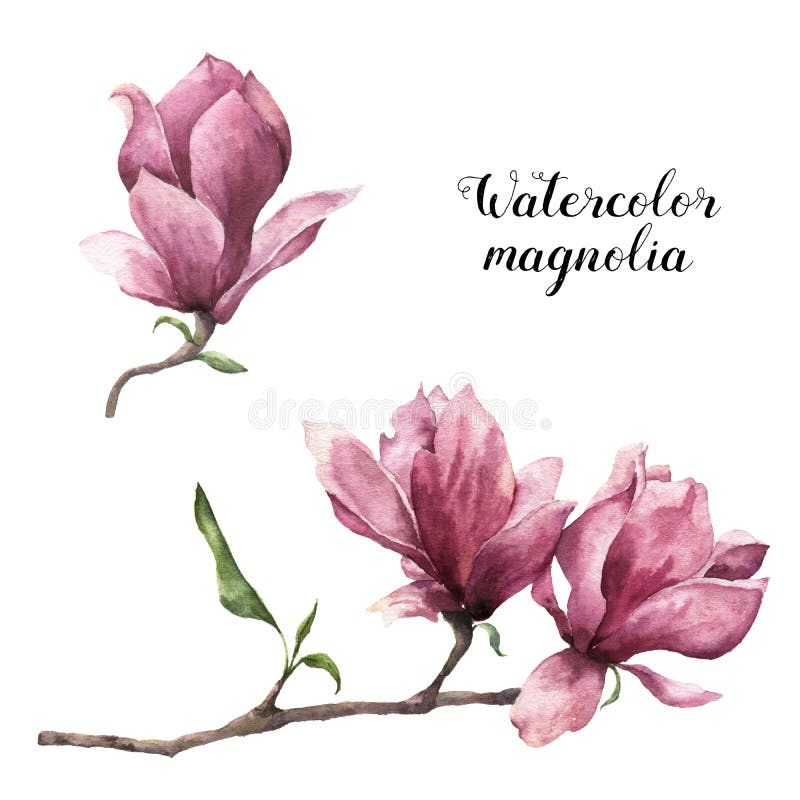 Vattenfärgmagnolia Hand målad blom- botanisk illustration som isoleras på vit bakgrund Rosa färgblomma för design stock illustrationer Vattenfärgmagnolia Hand målad blom- botanisk illustration som isoleras på vit bakgrund Rosa färgblomma för design stock illustrationer