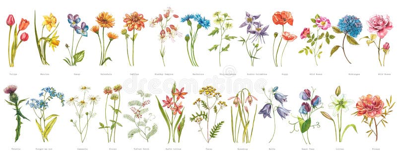 Vattenfärgsamling av handdragna blommor och örter. illustration av botaniska växter. Skisset för skördemedicinska örter royaltyfri illustrationer