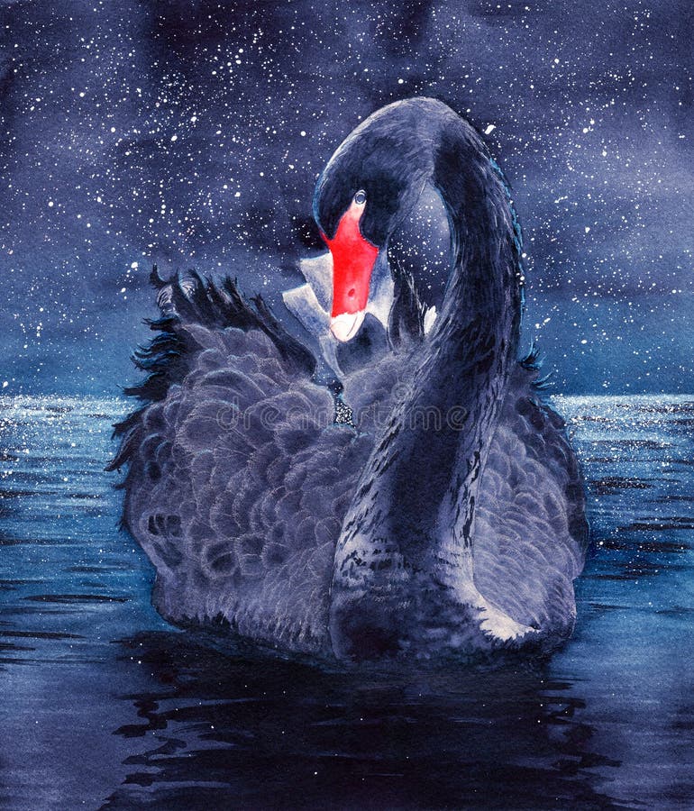Vattenfärgsbild av en vacker svart svan på det mousserande vattnet vektor illustrationer