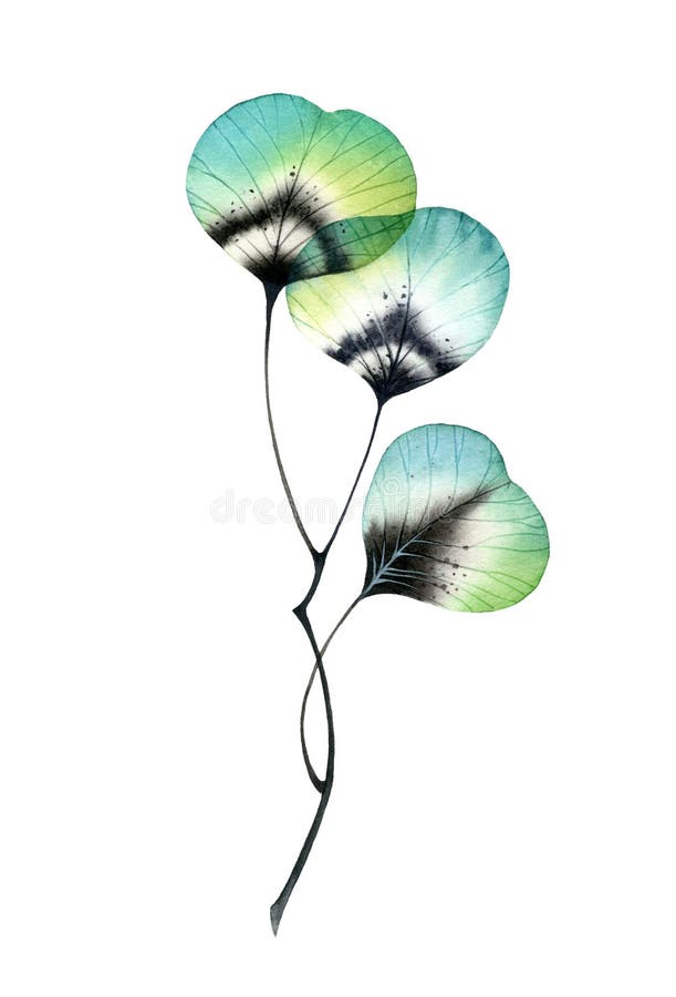 Vattenfärgsgren med turkospolblad. transparent abstrakt växt isolerad på vitt. handmålade teckningar med boho royaltyfri illustrationer