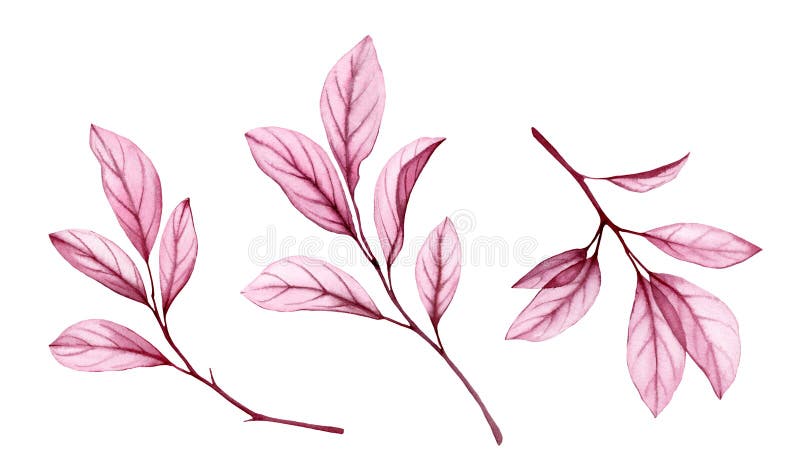 Vattenfärgsgrenar med rosa blad. transparent abstrakt växt isolerad på vitt. handmålade teckningar med lila royaltyfri illustrationer