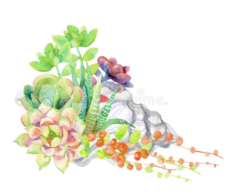 Vattenfärgsuckulentkort vektor illustrationer Vattenfärgsuckulentkort vektor illustrationer