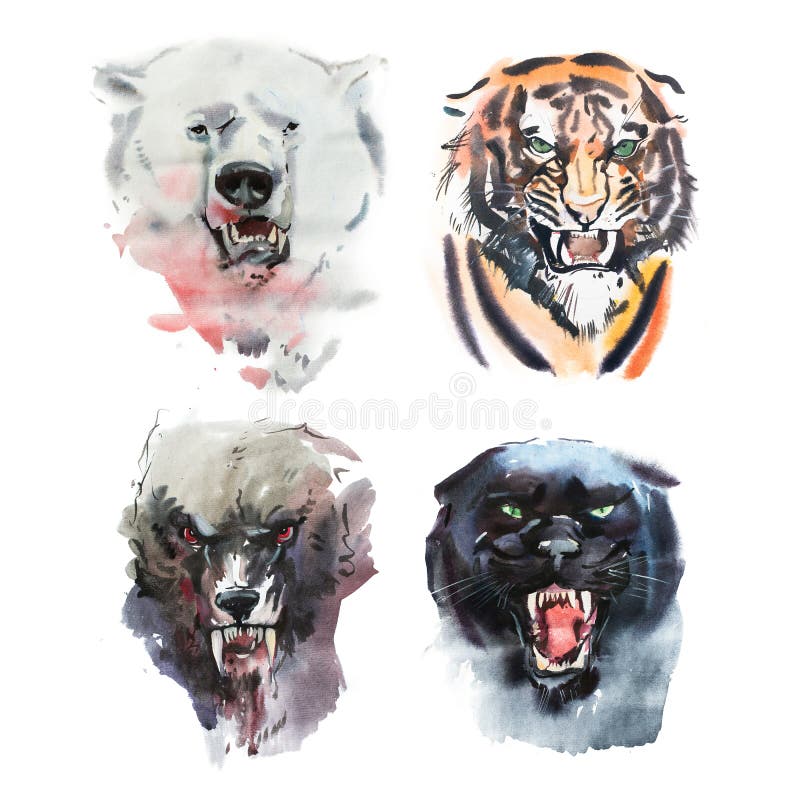 Vattenfärgteckning av den ilskna seende björnen, tigern, vargen och pantern Djur stående på vit bakgrund vektor illustrationer Vattenfärgteckning av den ilskna seende björnen, tigern, vargen och pantern Djur stående på vit bakgrund vektor illustrationer