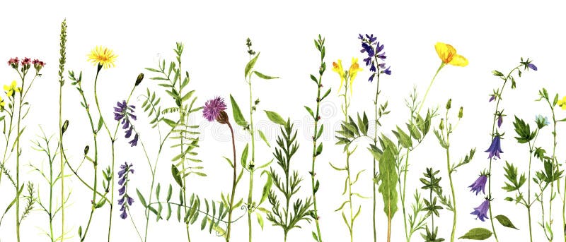 Vattenfärgteckningsväxter royaltyfri illustrationer