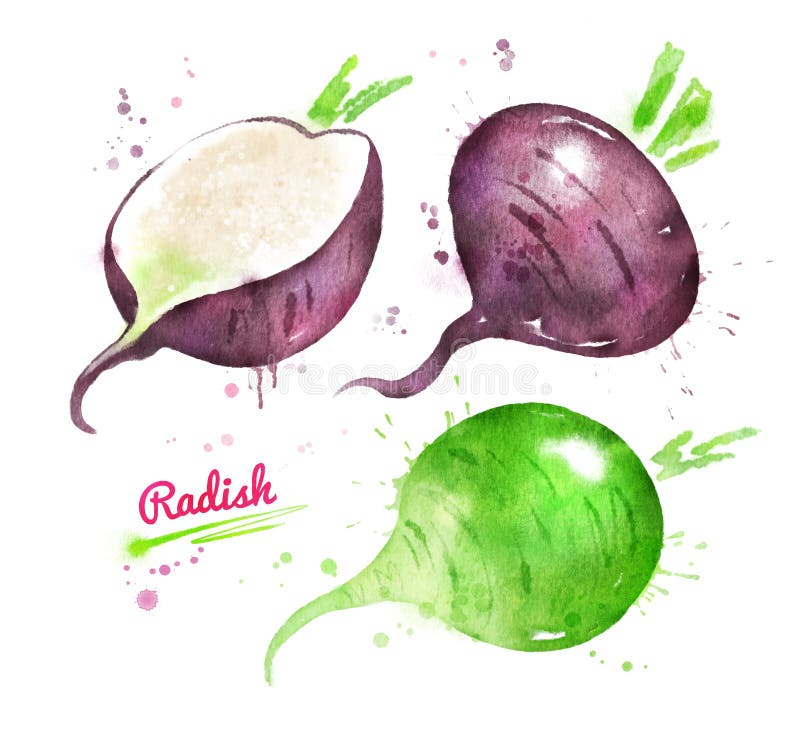 Vattenfärguppsättning av gräsplan- och svarträdisan royaltyfri illustrationer