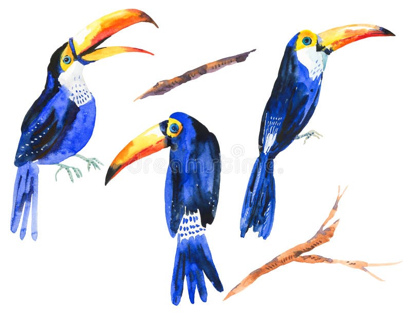 Vattenfärguppsättning av tropiska fågeltukan stock illustrationer Vattenfärguppsättning av tropiska fågeltukan stock illustrationer