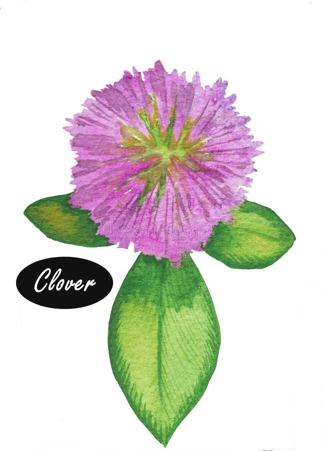 Vattenfärgväxt av släktet Trifolium eller trefoil stock illustrationer Vattenfärgväxt av släktet Trifolium eller trefoil stock illustrationer