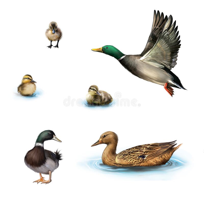 Vattenfåglar som flyger anden, duckar i vattnet, den stående manliga anden, ankungar i vattnet som isoleras på vit bakgrund. stock illustrationer Vattenfåglar som flyger anden, duckar i vattnet, den stående manliga anden, ankungar i vattnet som isoleras på vit bakgrund. stock illustrationer