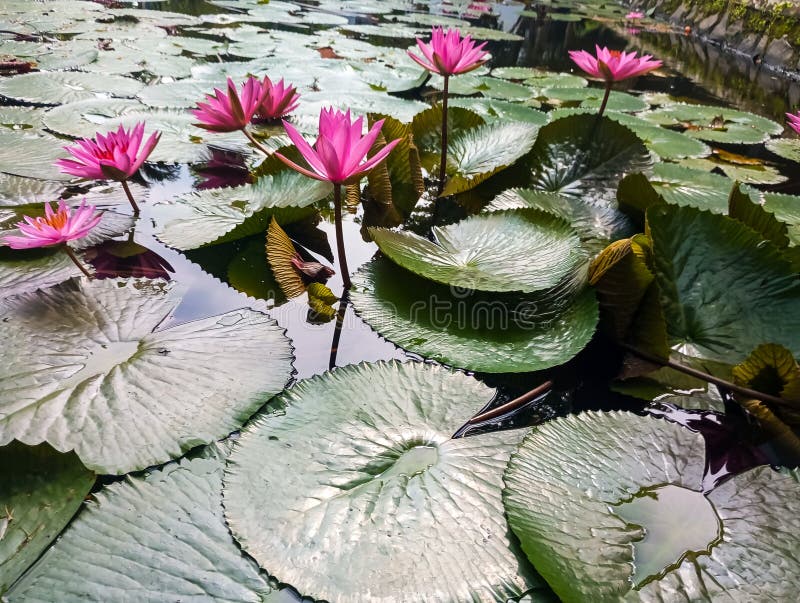 Vattenliljet där det är som med Lotus är en rosa på den gröna lilla platsen är ganska berömt för dammvattnet. royaltyfri bild