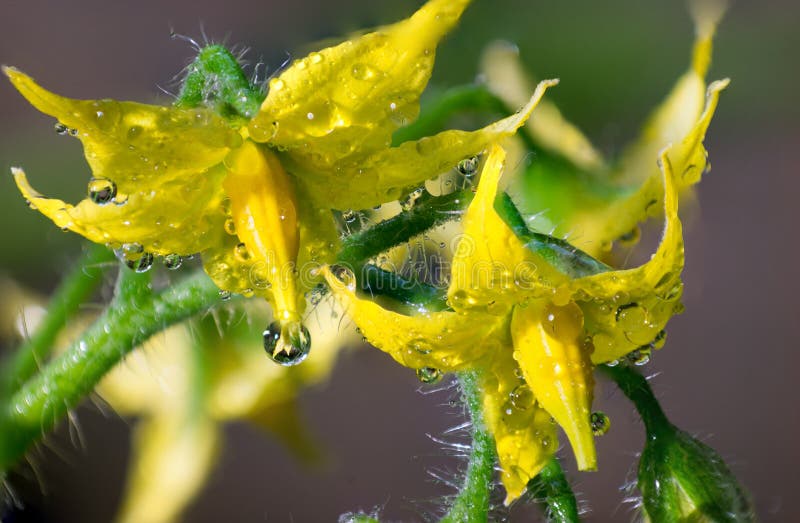 Vattensm? droppar p? gula tomatblommor arkivfoton Vattensm? droppar p? gula tomatblommor arkivfoton