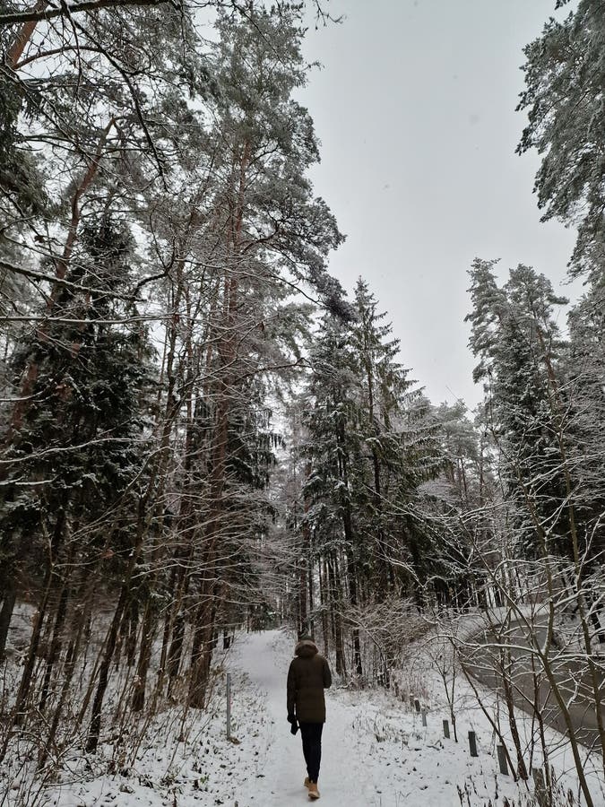 Vattentäta vinterskogar av frön och träd som är täckta av snö, som människan går på en snöväg royaltyfria bilder