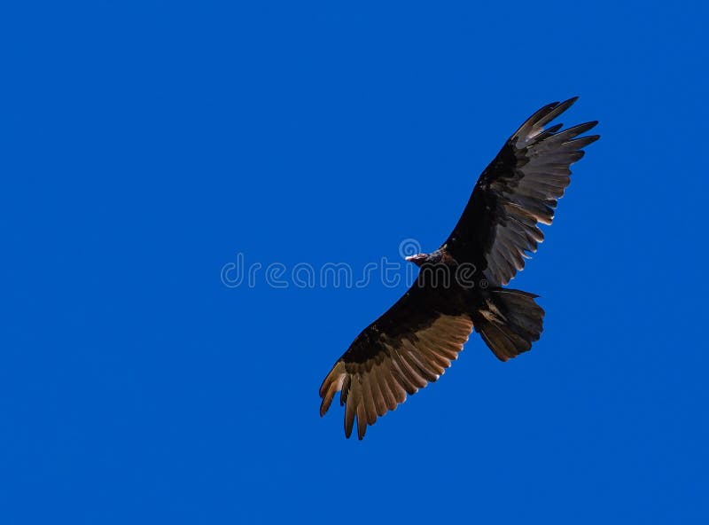 Vautour de Turquie en vol images libres de droits Vautour de Turquie en vol images libres de droits