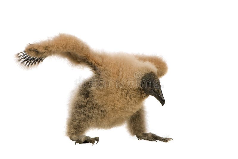 165 Vautour Photos Free Royalty Free Stock Photos From Dreamstime