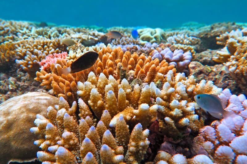 Great Barrier Reef Queensland Australia Stock Photo - Image of live ...