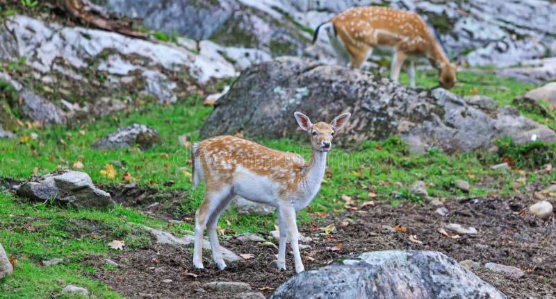 Veado bambi em meio à vida selvagem Jovens bambys fofinhos em um campo natural Belo veado em alerta imagens de stock Veado bambi em meio à vida selvagem Jovens bambys fofinhos em um campo natural Belo veado em alerta imagens de stock