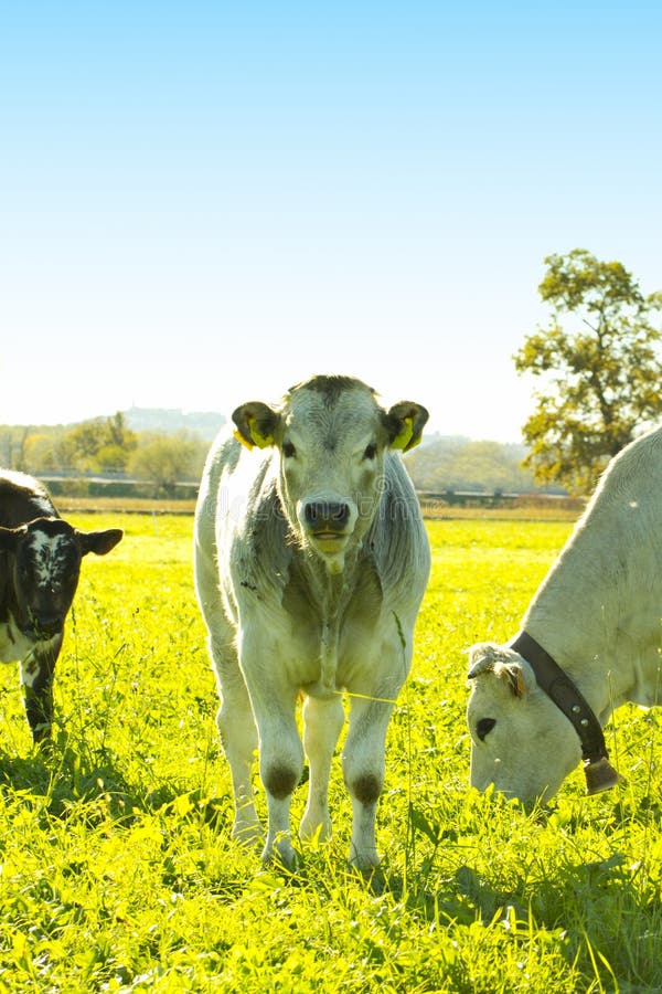Veal stock photo. Image of beast, farm, domestic, head 27677722