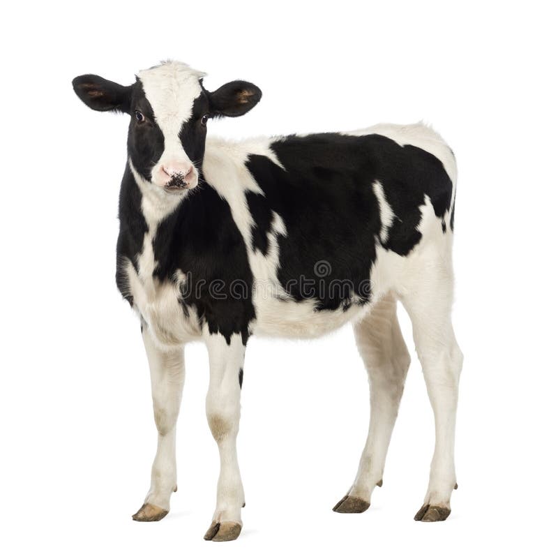 Calf, 8 months old, looking at the camera