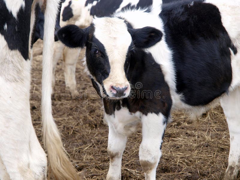 Veal on a farm stock image. Image of ranch, animal, paddock 16370527