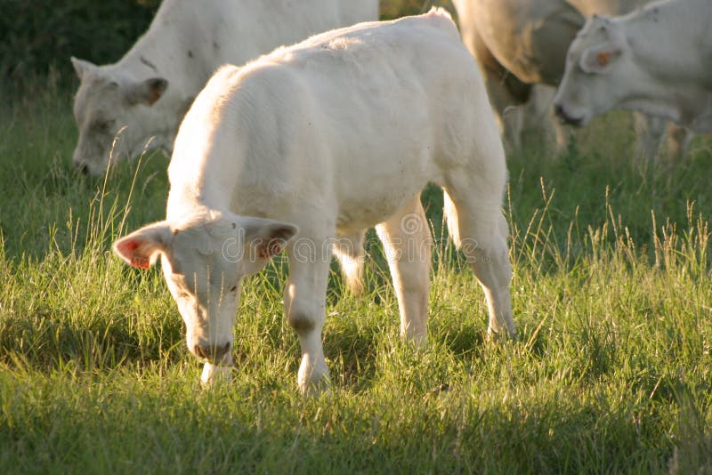 Download Veau photo stock. Image du blanc, herbe, ferme, veau, animal - 79054