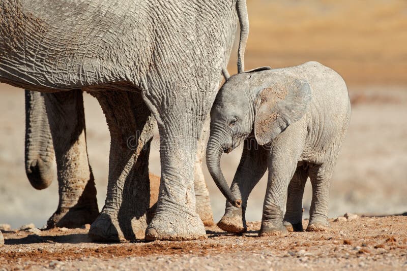 Veau d'éléphant africain image libre de droits Veau d'éléphant africain image libre de droits