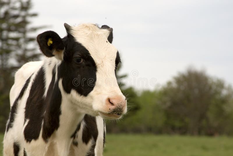 Veau du Holstein image stock. Image du vache, agriculture 13792855
