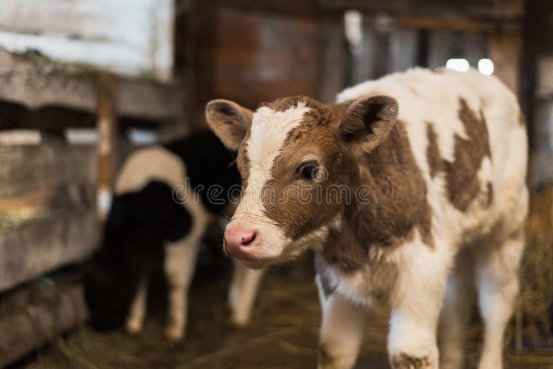 Veau mignon ? la ferme image libre de droits Veau mignon ? la ferme image libre de droits