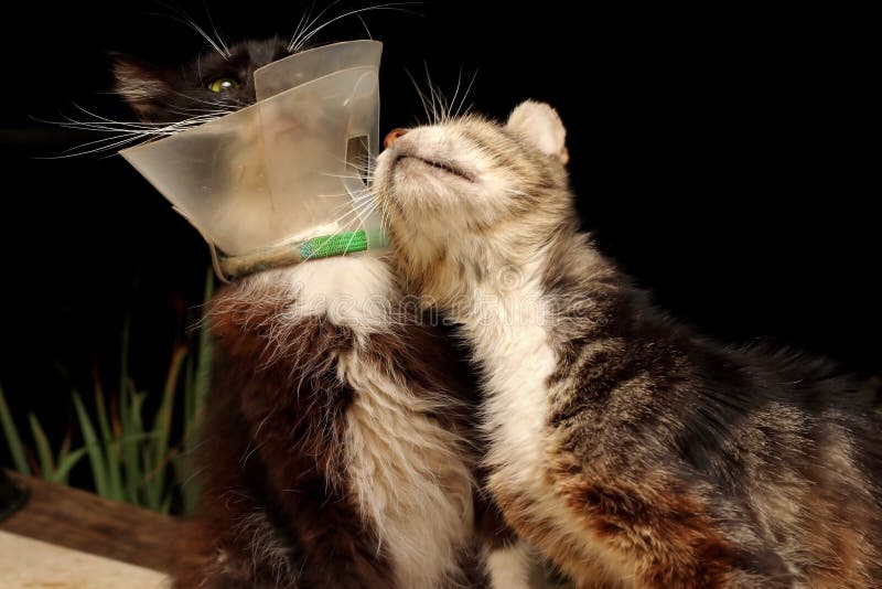 a couple of old cats, one wearing a plastic protective collar. a couple of old cats, one wearing a plastic protective collar