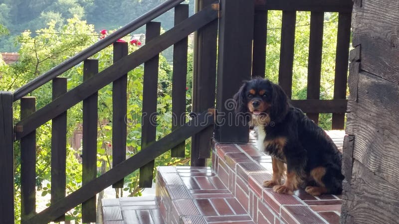 Vecchia casa di legno con un cane sul portico fotografia stock libera da diritti Vecchia casa di legno con un cane sul portico fotografia stock libera da diritti