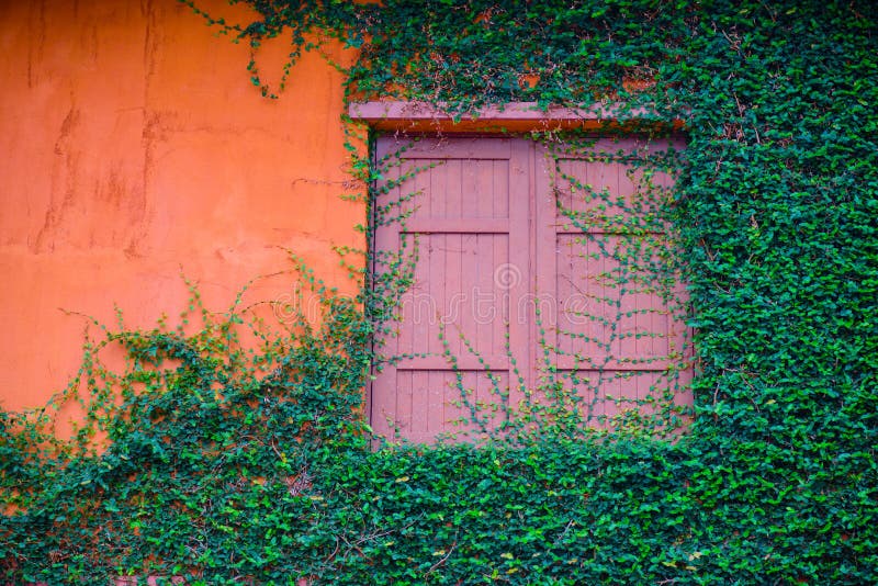 Vecchia finestra di legno e parete arancio invase con l'edera fotografia stock libera da diritti Vecchia finestra di legno e parete arancio invase con l'edera fotografia stock libera da diritti