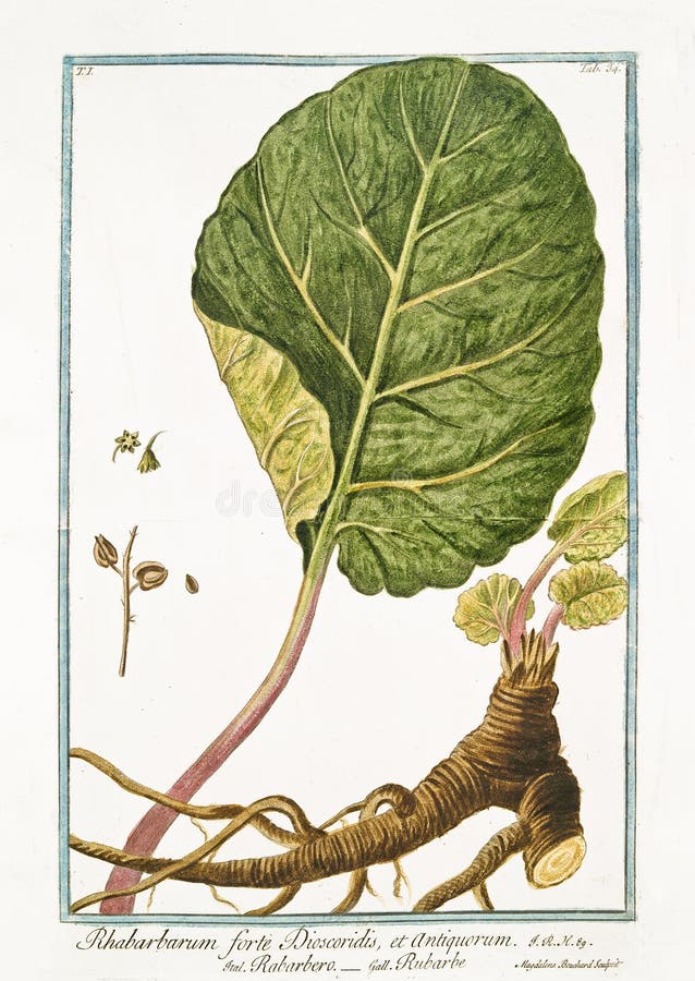 Vecchia illustrazione botanica della pianta di Dioscoridis di proprio forte di Rhabarbarum