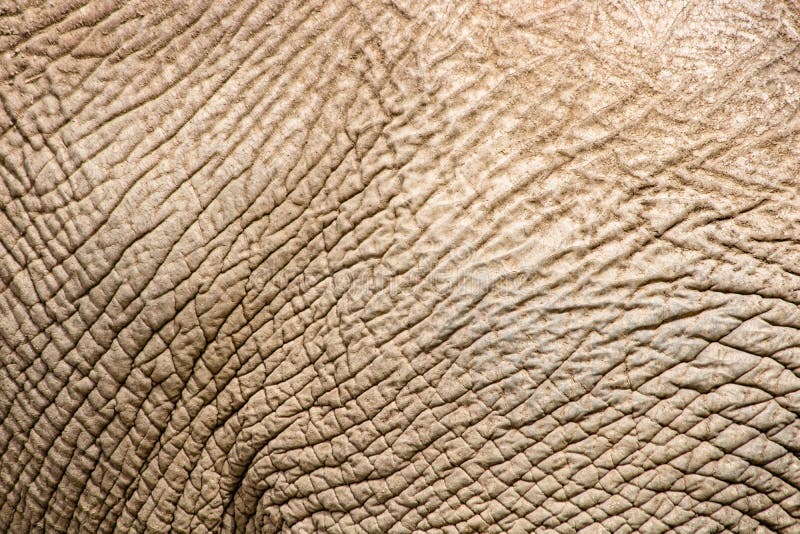 Vecchia pelle asciutta corrugata dell'elefante, struttura del primo piano, specie in pericolo di estinzione, pellame duro invecch