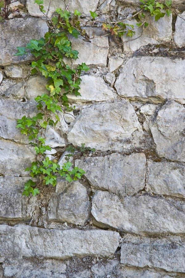 Old white stone wall with trailing green ivy ideal generic background. Old white stone wall with trailing green ivy ideal generic background
