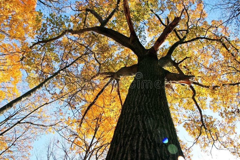 Vecchia quercia in autunno fotografie stock Vecchia quercia in autunno fotografie stock