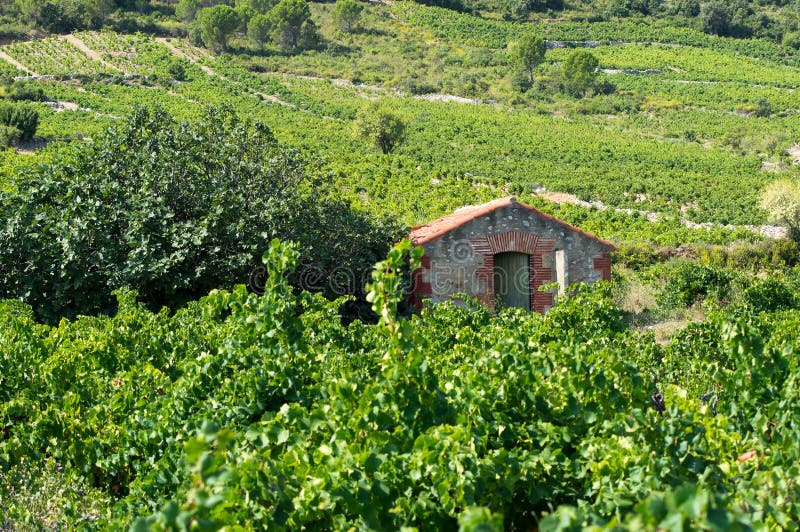 Vecchia vigna a sud della Francia immagini stock libere da diritti Vecchia vigna a sud della Francia immagini stock libere da diritti