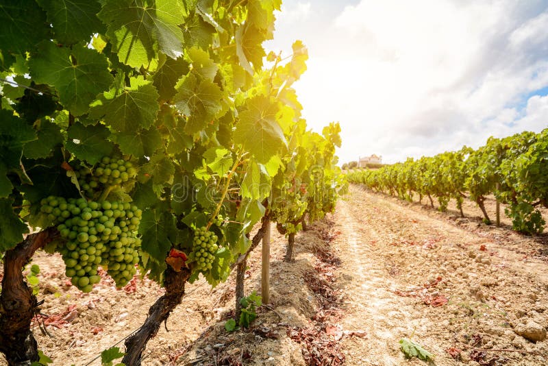 Vecchie vigne con l'uva del vino rosso nella regione del vino dell'Alentejo vicino ad Evora, Portogallo fotografie stock Vecchie vigne con l'uva del vino rosso nella regione del vino dell'Alentejo vicino ad Evora, Portogallo fotografie stock
