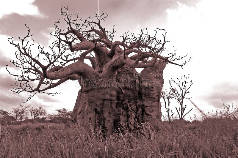 Vecchio albero fotografie stock libere da diritti Vecchio albero fotografie stock libere da diritti