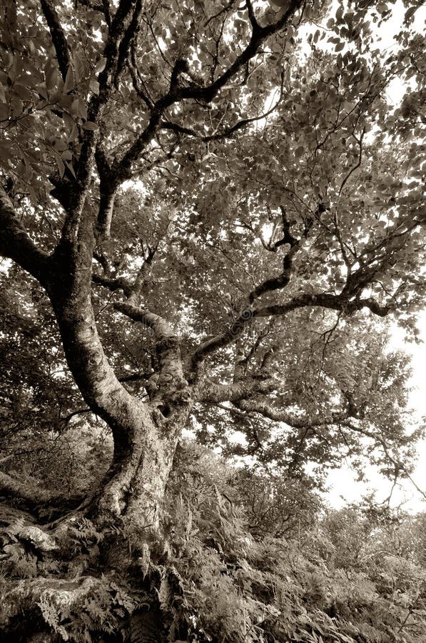 Vecchio albero di faggio nodoso ai giardini scoscesi su Ridge Parkway blu fotografia stock Vecchio albero di faggio nodoso ai giardini scoscesi su Ridge Parkway blu fotografia stock