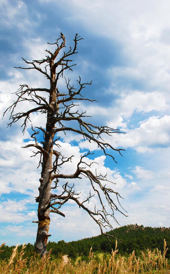 Vecchio, albero guasto sotto un cielo tempestoso immagine stock Vecchio, albero guasto sotto un cielo tempestoso immagine stock