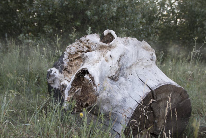 Gnomi Fatti Con Rami Di Pino Ceppo Del Pino, Risultato Di Sradicamento Di Alberi Disboscamento