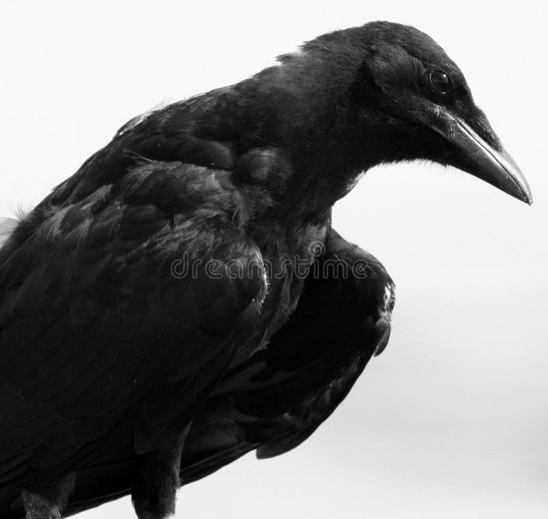 An old crow with a quizzical expression. An old crow with a quizzical expression.