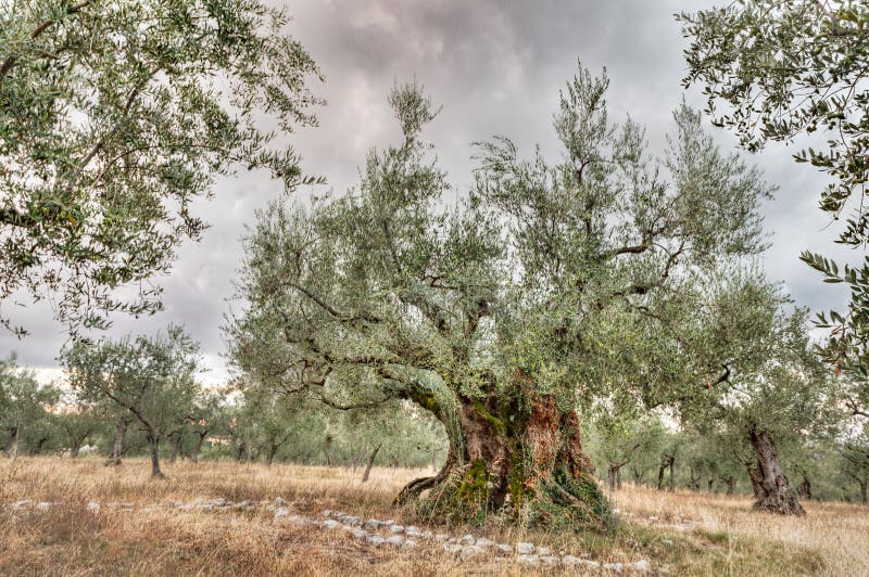 Vecchio di olivo che cresce in Umbria, Italia immagine stock Vecchio di olivo che cresce in Umbria, Italia immagine stock