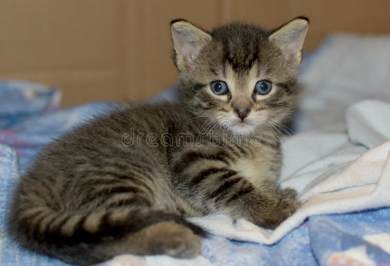 Vecchio gattino di quattro settimane immagini stock Vecchio gattino di quattro settimane immagini stock