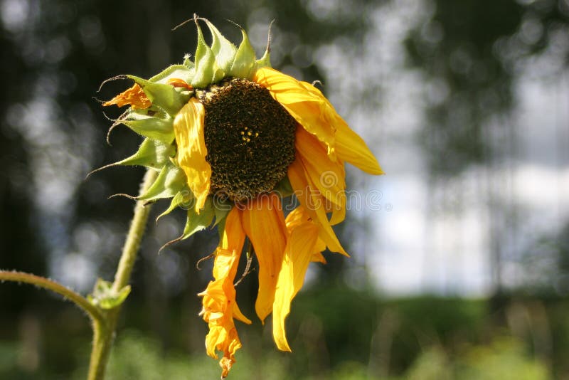 Hanging petals of old sunflower. Hanging petals of old sunflower