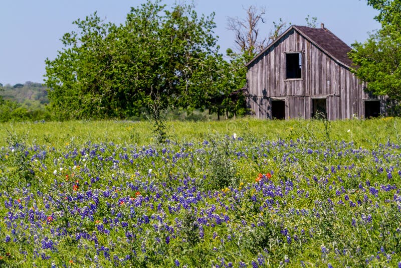 Vecchio granaio di legno in un campo ricoperto con Texas Bluebonnet Wildflowers famoso fotografia stock Vecchio granaio di legno in un campo ricoperto con Texas Bluebonnet Wildflowers famoso fotografia stock