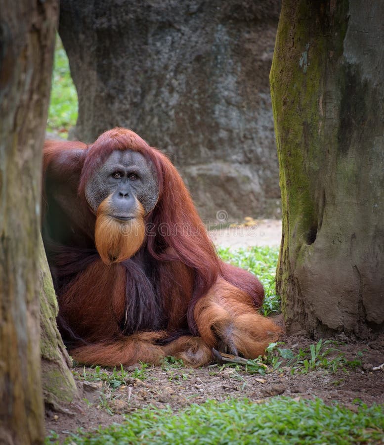 Vecchio orangutan saggio immagine stock libera da diritti Vecchio orangutan saggio immagine stock libera da diritti
