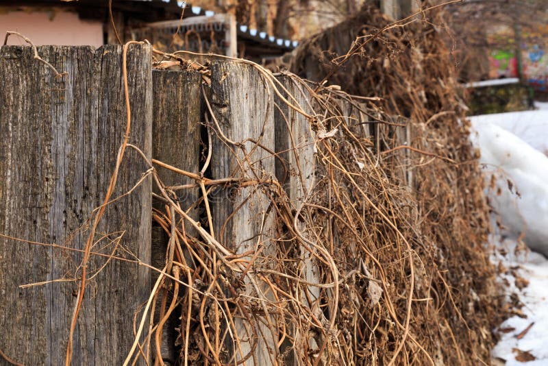 Vecchio recinto di legno intrecciato con l'erba asciutta dell'anno scorso fotografia stock libera da diritti Vecchio recinto di legno intrecciato con l'erba asciutta dell'anno scorso fotografia stock libera da diritti