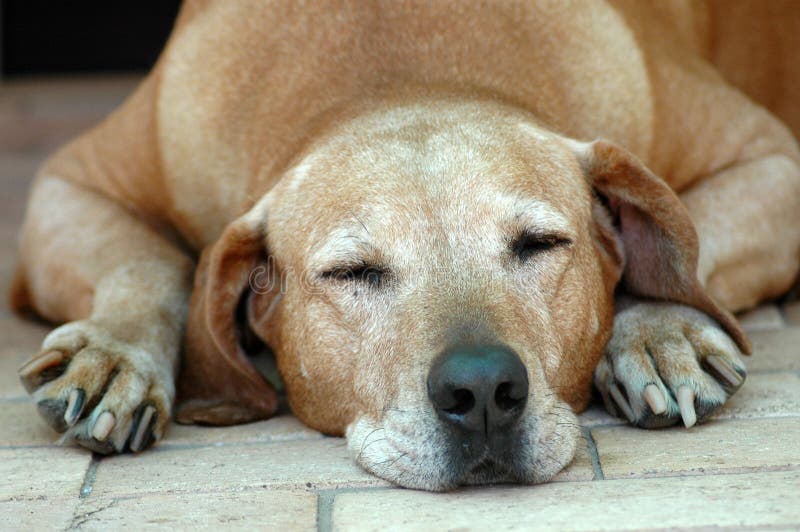 Vecchio sonno del cane fotografia stock libera da diritti Vecchio sonno del cane fotografia stock libera da diritti