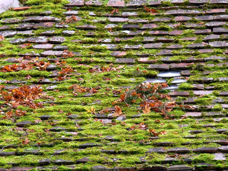 Vecchio tetto piastrellato in pieno di muschio e delle foglie fotografia stock libera da diritti Vecchio tetto piastrellato in pieno di muschio e delle foglie fotografia stock libera da diritti
