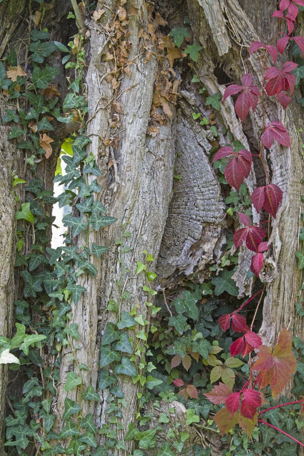 Vecchio tronco di albero potente di di olivo fotografia stock Vecchio tronco di albero potente di di olivo fotografia stock